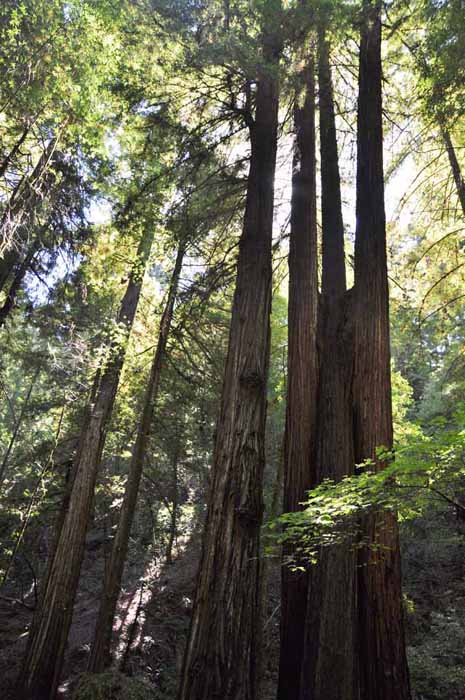 Armstrong Redwoods